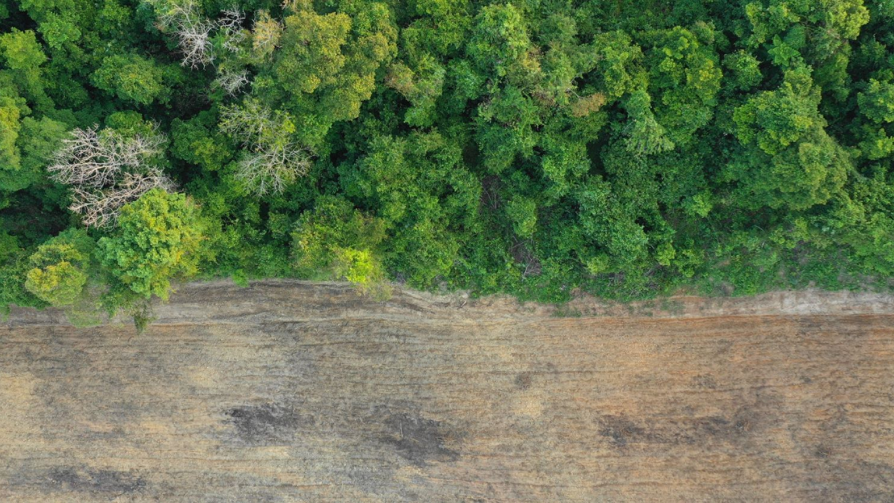 Deforestation-Free Supply Chain Management & EUDR Compliance FNP90040